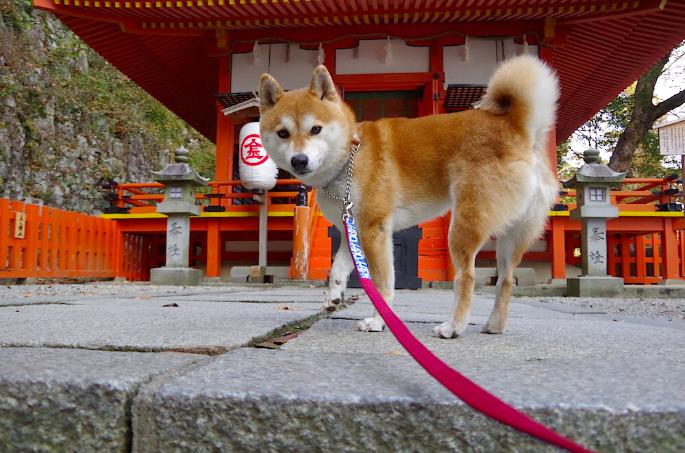 爱游戏app下载-巴萨中场大将复出，球队整体实力得到提升，巴萨中场球员