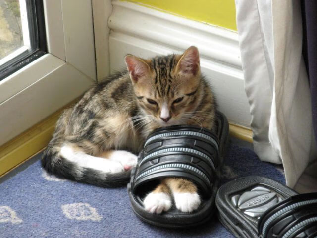 缅因凯尔特人队员战术执行力强，凯米尔缅因猫多少钱