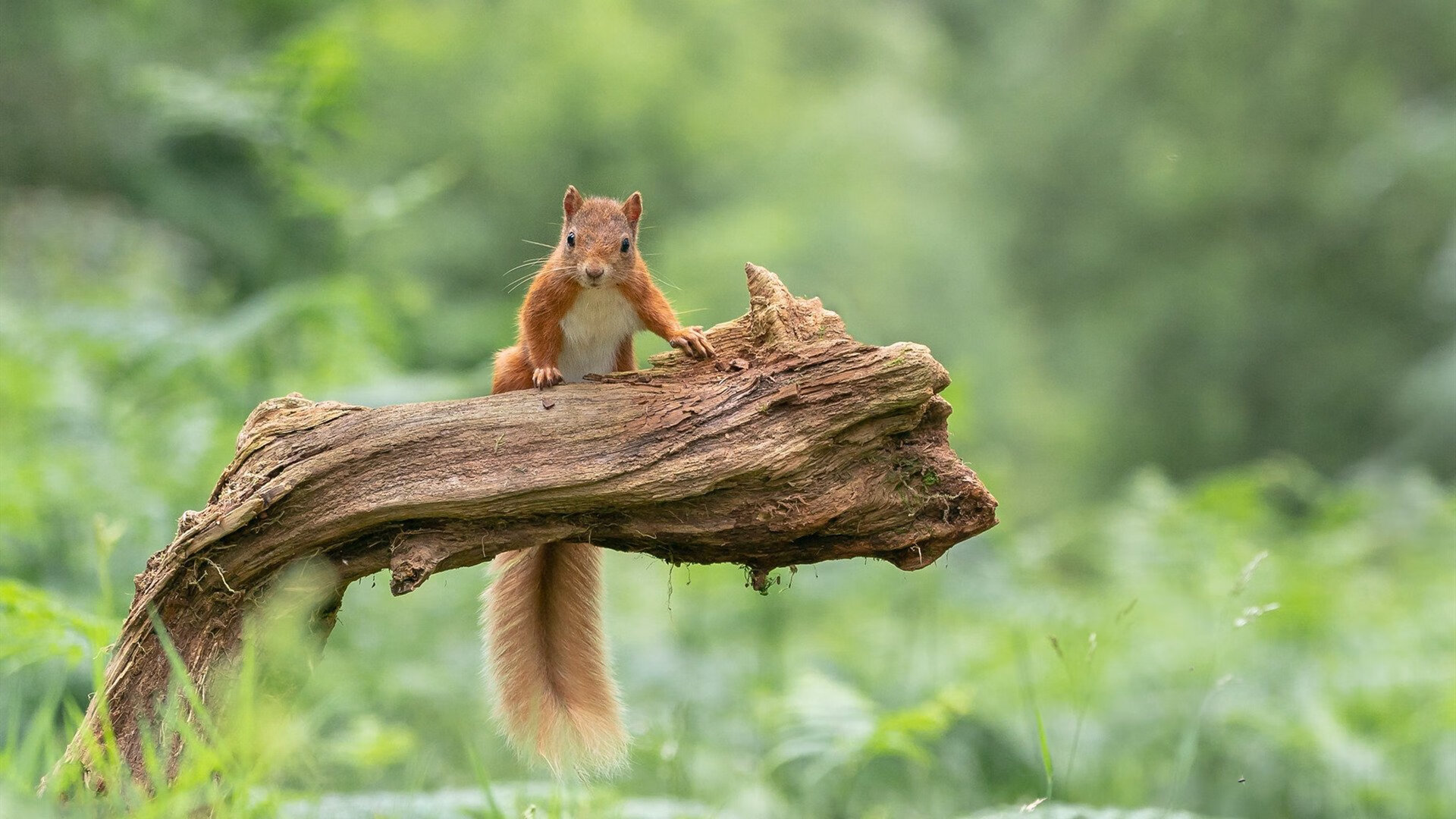 腾讯电竞赛事市场份额稳步扩大,腾讯电竞城市发展计划