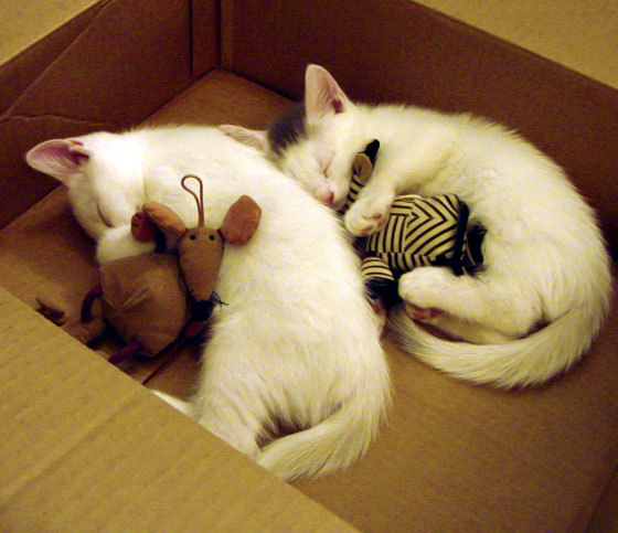 世界青年长跑比赛在越南举行,激烈比拼,世界男子长跑名将排行榜