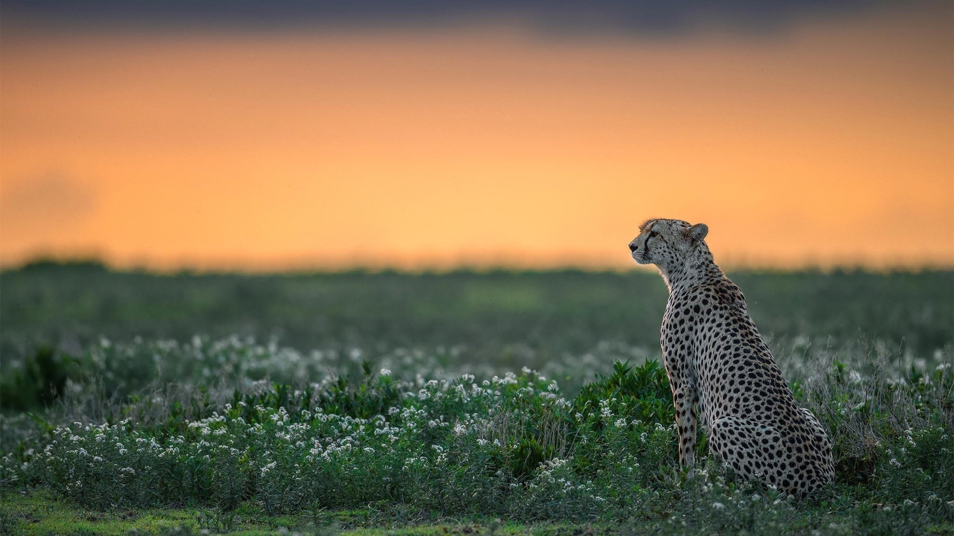 中国足球定位球得分能力研究,足球定位球技术