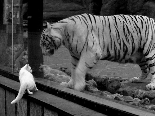 英超裁判语义分析提升VAR判罚准确性的实践研究,足球var裁判