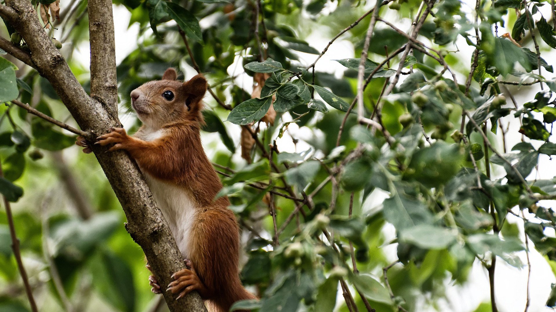 中国羽毛球公开赛广州站观众爆满,中国羽毛球公开赛地点