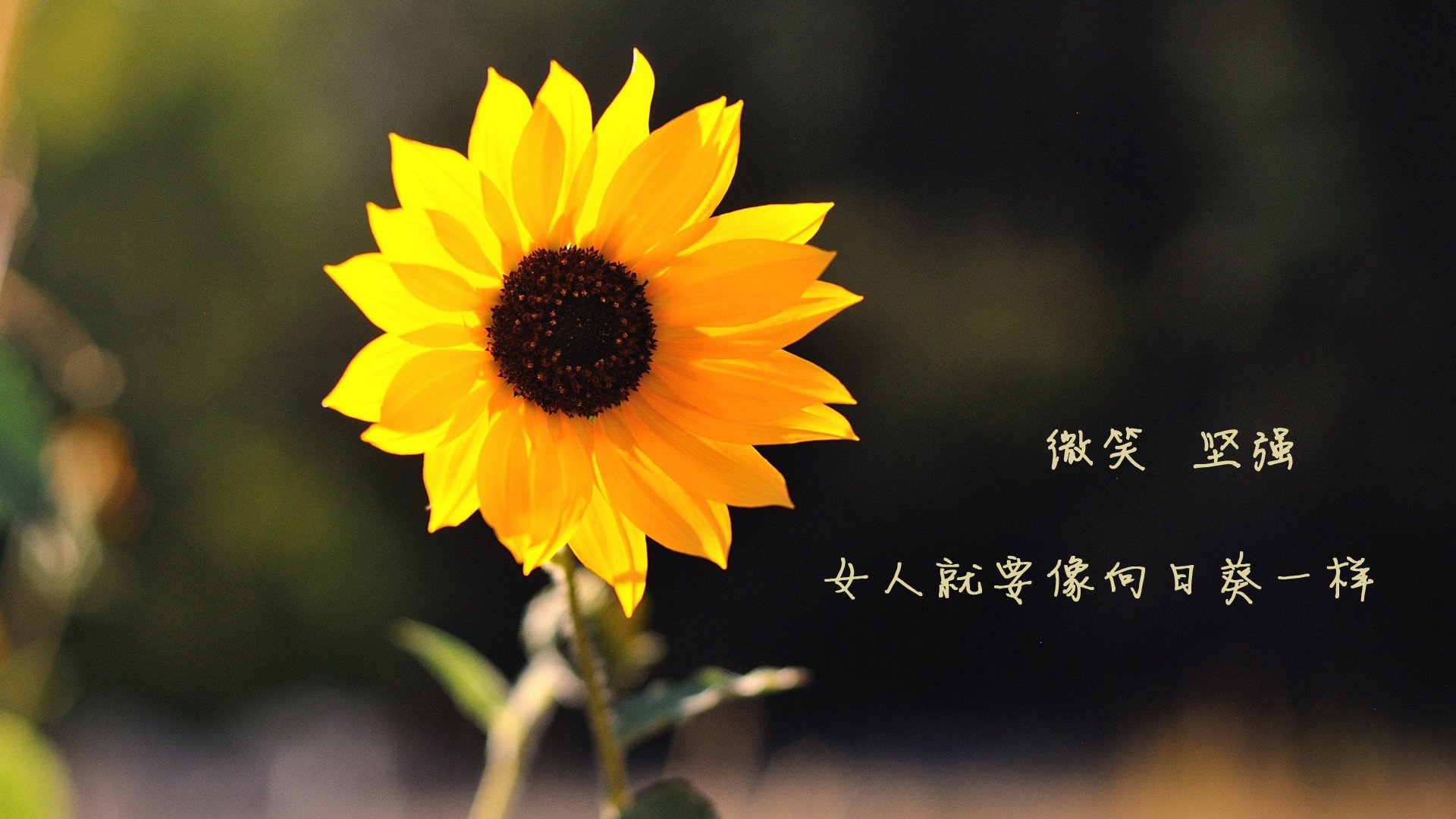 比赛数据可视化系统助力教练战术分析,数据可视化竞赛