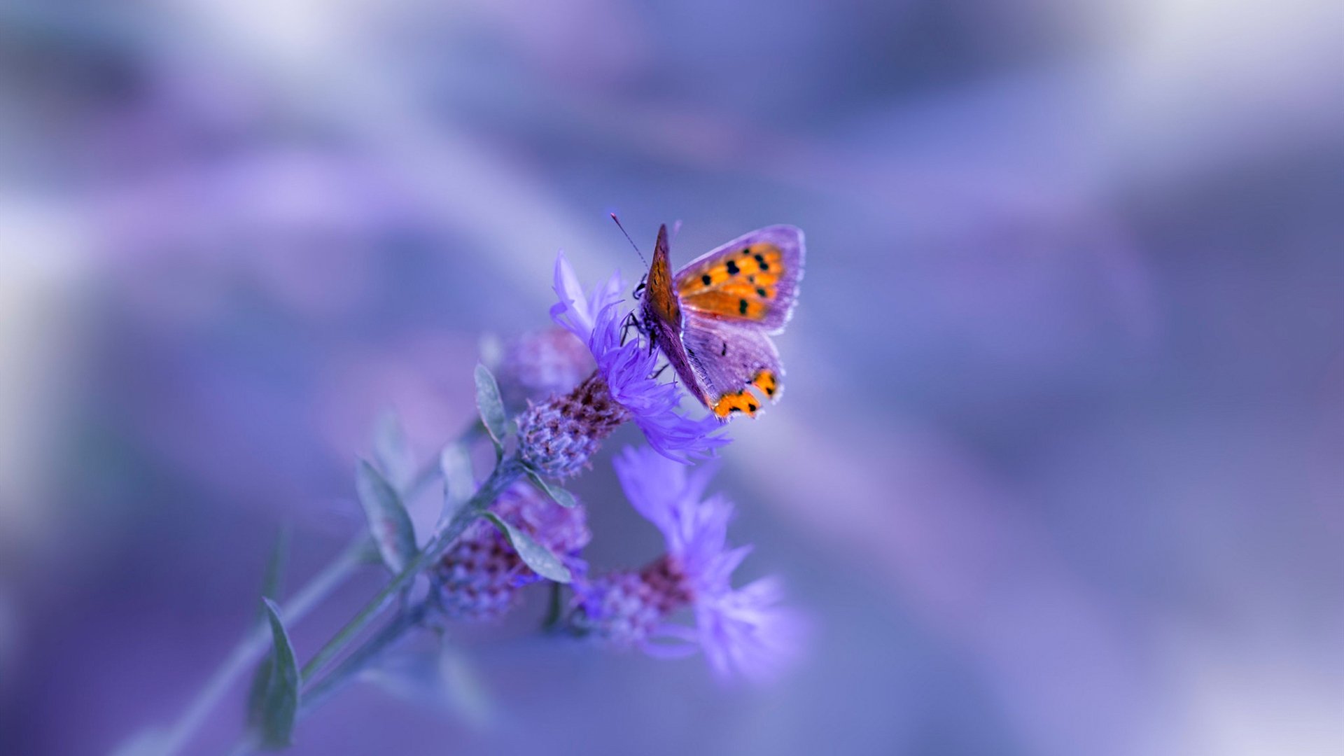 大学篮球专项社团人数逐年增长反映校园体育活力增强,大学篮球社团规章制度