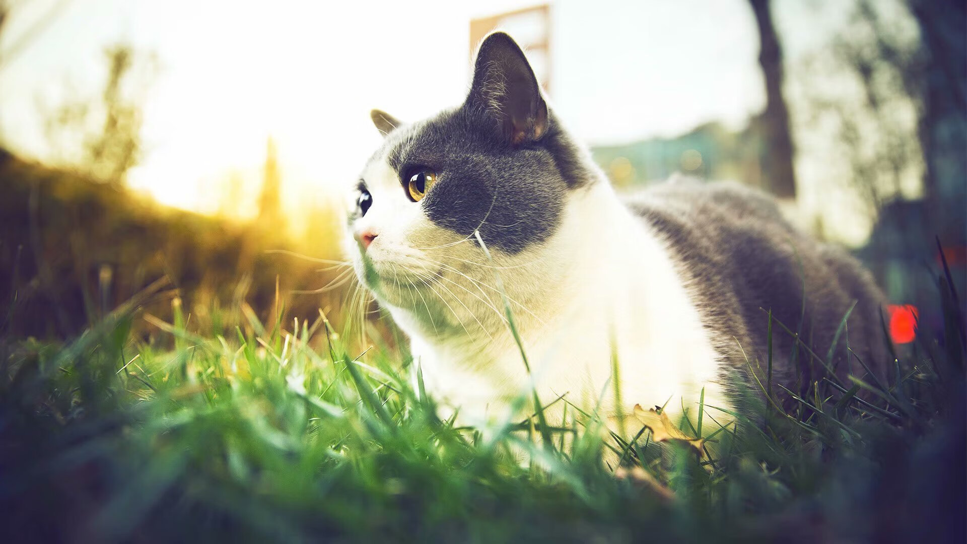 德甲速度之王:快如闪电,闪耀全场!,德甲冲刺速度最快球员