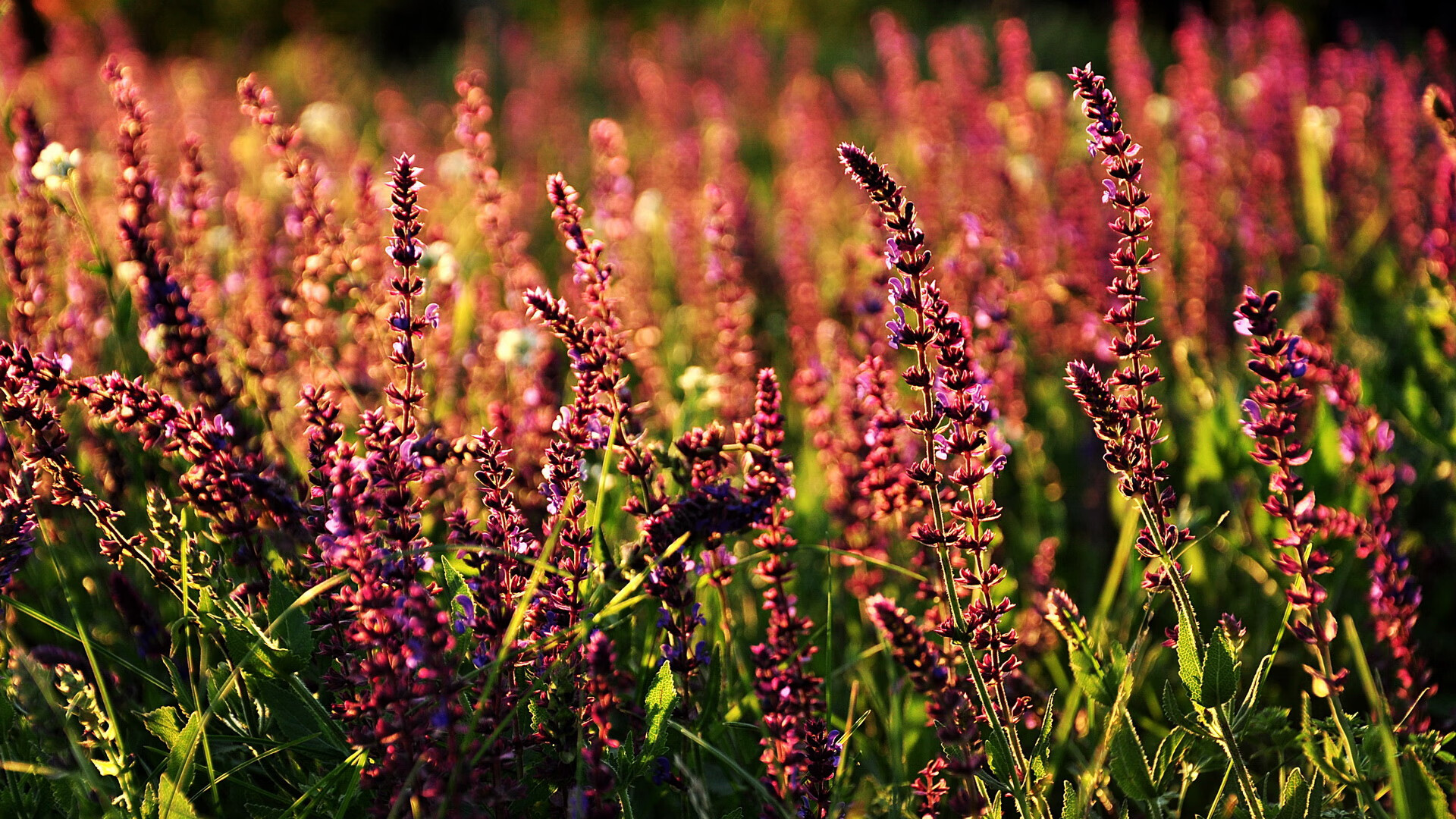拜仁慕尼黑强势领跑德甲,争冠形势已定